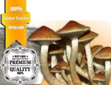 images/productimages/small/Golden teacher  mycelium growkit (1).jpg